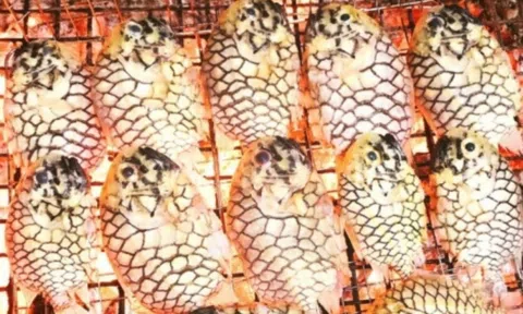 Loài cá lạ ở Việt Nam mang tên trái cây, được ví như 'thịt gà biển', giá 400.000 đồng/kg mà vẫn 'cháy hàng'