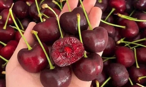 Cherry Mỹ giá 189.000 đồng/kg, người dân TP. HCM tranh thủ cơ hội vàng ăn 'trái nhà giàu'