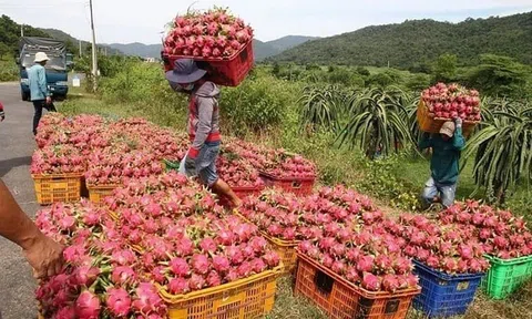 Ai chịu trách nhiệm việc thanh long, hồ tiêu 'chết yểu' vì thủ tục xuất khẩu?