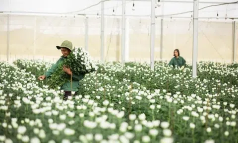 Không phải gạo, cà phê hay trái cây, đây mới là 'ngôi sao' của nông sản Việt: Thu về gần 40 triệu USD chỉ sau 5 tháng xuất khẩu