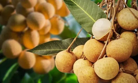Trái ngọt này đang khiến nông dân Thái Lan đau đầu vì sản lượng quá khủng, chính phủ tung 8 chiêu giải cứu