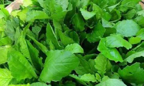 Cây dại mọc bờ ruộng, chẳng ai chăm nay thành đặc sản được săn lùng: Giá cao ngỡ ngàng, có tiền cũng khó mua được
