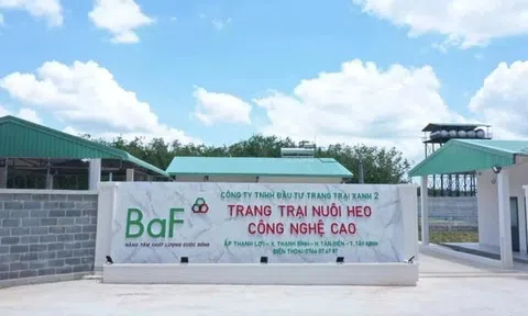 Doanh nghiệp chăn nuôi lãi 'khủng' bất chấp dịch tả lợn châu Phi