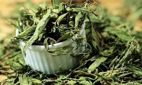 Bất ngờ loại cây ngọt hơn cả đường lại giúp hạ đường huyết cực tốt: Việt Nam cũng có, giá bao nhiêu?