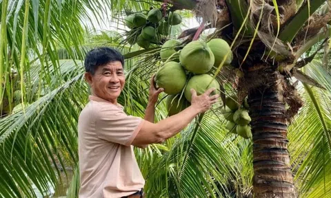 Nông dân Cần Thơ từng bị ‘lắc đầu’, vẫn quyết tâm trồng loại cây ra quả nặng trĩu: Nay ‘lên đời’, càng khô bán càng được giá