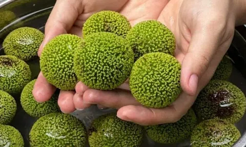 Loại quả mọc bờ rào xưa không ai ngó ngàng, nay 'lên đời' thành đặc sản được người thành phố ưa chuộng, có tiền khó mà mua