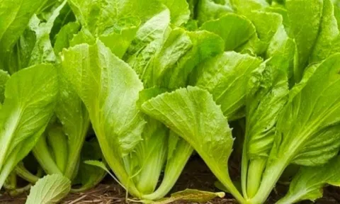 Loại rau xưa mọc đầy vườn chẳng ai ăn, nay ví ‘nhân sâm nhà nghèo’: Giàu dinh dưỡng lại giúp hỗ trợ điều trị bệnh, giá chỉ 3.000 đồng/1 mớ