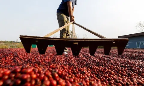 Quốc giá BRICS bị Mỹ áp thuế 50% một mặt hàng chiến lược, 8 triệu bao hàng chưa biết đi đâu về đâu