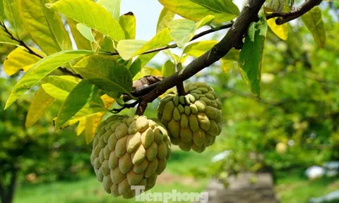 Mất mùa na đặc sản, nông dân Hải Phòng thất thu tiền tỷ