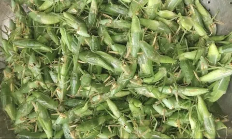 Loài côn trùng được ví như 'tóp mỡ xanh' nay thành đặc sản tiền triệu tại Hà Nội, giá 1 lạng bằng cả 1 cân thịt: Trở thành món khoái khẩu của giới nhà