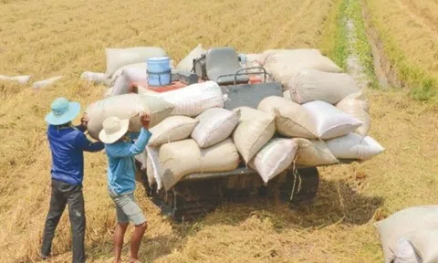 Xuất khẩu gạo Việt Nam đứng thứ 2 thế giới