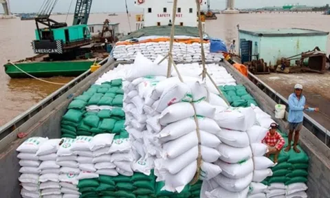 Quốc gia Đông Nam Á nhập khẩu gạo lớn nhất thế giới đột ngột ‘bẻ lái’, thị trường gạo Việt Nam có bị ảnh hưởng?
