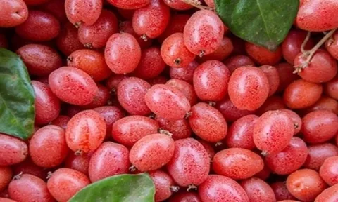 Thức quà vặt tuổi thơ cho không ai lấy, sang Trung Quốc thành cây cảnh giá tiền triệu mỗi gốc