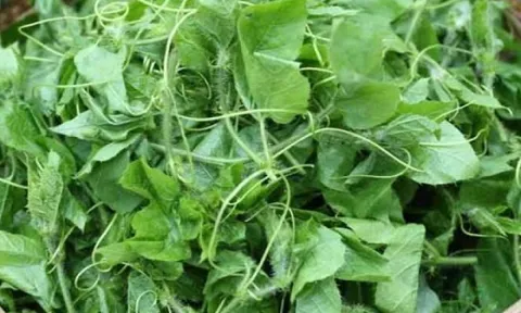 Cây dại xưa trồng đầy hàng rào tưởng không ăn được nay thành đặc sản, giá cao vẫn hút khách sành ăn