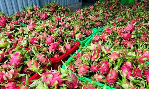 Đằng sau việc thanh long Việt Nam bị phụ thuộc một thị trường