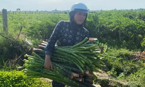 Nông dân Huế ‘lên đời’ nhờ tiên phong trồng loại cây đặc sản từng bước vào thơ ca: Dễ trồng nhưng lại ‘khó tính’, thu nhập hàng trăm triệu/năm
