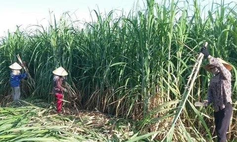 Lo đường nhập lậu lấn sân, vì sao doanh nghiệp không tự cứu mình?