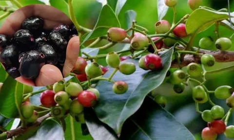 Quả dại có tên gọi 'bốc mùi' ở ven rừng: Xưa không ai ngó đến, nay thành đặc sản hiếm giá nửa triệu đồng/kg