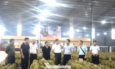 Doanh nghiệp Trung Quốc nói gì về chất lượng sầu riêng Việt Nam?