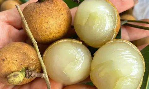 Loại nhãn đặc sản trái to, cùi giòn, hình dáng đặc biệt vốn là hàng hiếm bất ngờ rớt giá xuống thấp kỷ lục trong 5 năm