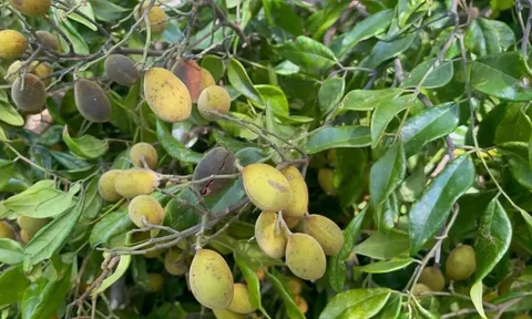 Gia Lai siết chặt cơn sốt săn quả ươi