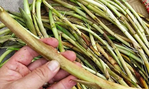 Loại rau dân dã từng gắn với ký ức nghèo khó, nay hóa đặc sản lạ miệng khiến nhiều người mê, giá 80.000 đồng/kg
