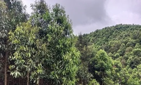 Từ gốc đến ngọn 'đẻ ra tiền': Loại cây gia vị Việt đang được Ấn Độ và Mỹ tranh nhau mua