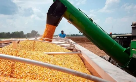 Là quốc gia sản xuất một mặt hàng nông sản nhiều nhất thế giới, Mỹ sắp đón nhận 1 mùa vụ có diện tích thu hoạch lớn chưa từng thấy kể từ 1933