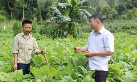 Nông dân Tuyên Quang ‘nghĩ mới làm thật’, trồng loại cây rất hợp với đất miền núi: Thu hoạch là thương lái ‘giành’ mua sạch