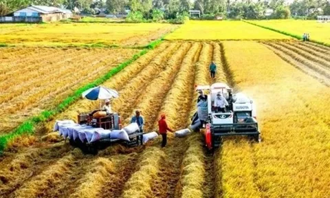 Philippines tạm 'đóng cửa', 2 thị trường này đang kéo gạo Việt thăng hạng