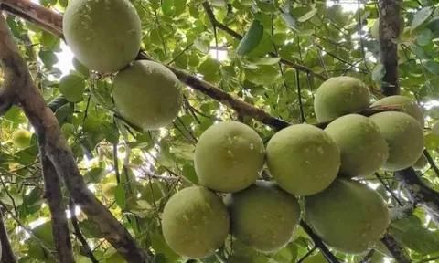 Đặc sản tiến vua 'hồi sinh', nông dân Huế lời hàng trăm triệu sau khi trừ hết chi phí
