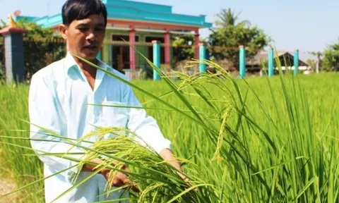 Nông dân Long An trồng loại lúa có dáng cao gấp đôi thường, tên gọi rất mỹ miều cho ra gạo đặc sản nức tiếng cả nước