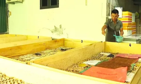 Anh nông dân vùng rốn lũ nuôi côn trùng 'bé hạt tiêu', kỹ thuật đơn giản nhưng mỗi tháng lãi đều 20 triệu