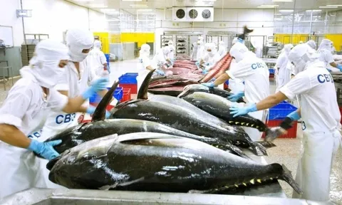 Xuất khẩu cá ngừ lao đao do thuế quan Mỹ