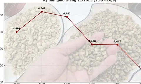 Giá cà phê hôm nay 20-9: Chốt tuần sụp mạnh