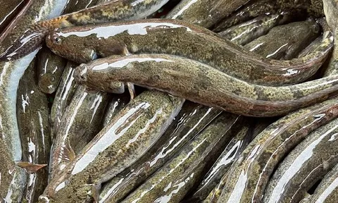Thứ từng bị coi là 'của nhà nghèo' nay đã thành đặc sản giá tới 700.000 đồng/kg, nhà giàu mê như điếu đổ