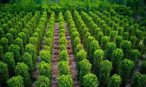 'Báu vật' nông sản của Việt Nam được Mỹ săn lùng ráo riết: Thu về hơn 1,26 tỷ USD chỉ sau 9 tháng, nước ta vẫn là 'ông trùm' xuất khẩu