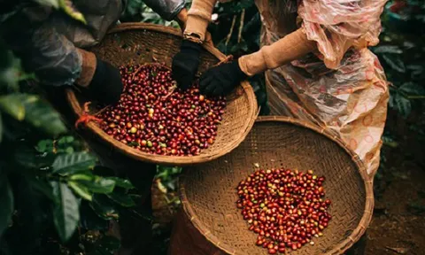 Xuất khẩu loại hạt của Việt Nam lập kỷ lục mới: Thu về 7 tỷ USD, giữ vững ngôi 'ông trùm' thế giới