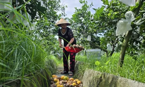 Nông dân bất lực nhìn cam 'tiến vua' rụng hàng loạt sau bão 