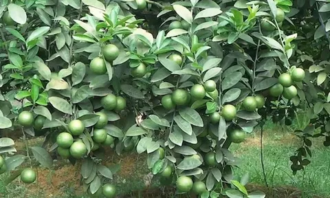 Nông dân Tuyên Quang trồng loại cây gây 'ứa nước miếng' trên đất đồi cằn cỗi, ai ngờ mang về doanh thu hơn 1 tỷ đồng/năm