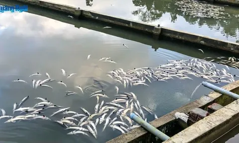 Nông dân bàng hoàng nhìn 45 tấn cá tầm chết trắng bể sau hai ngày mưa lớn