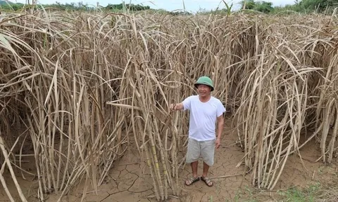 Bão Bualoi gây ngập khiến 400ha mía chết trắng sau 72 giờ, nông dân tuyệt vọng cầu cứu chính quyền