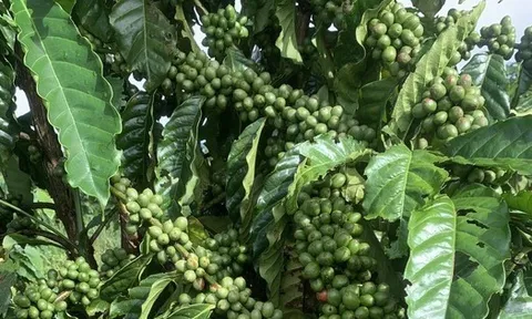 Giá cà phê hôm nay 19-10: Vào vụ vẫn tăng, nhờ đâu?