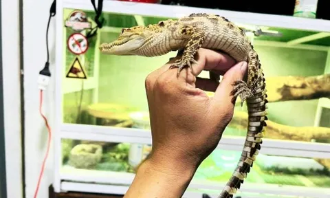 Vì sao cá sấu mini không hợp để nuôi làm thú cưng?