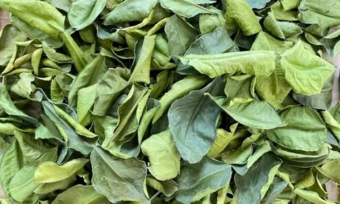 Loại lá rẻ như cho của Việt Nam, chỉ dùng làm gia vị khi ăn thịt gà: Nay là mặt hàng đắt đỏ khi 'xuất ngoại', mang về hơn 700.000 USD, giá bán hơn 6 triệu đồng/kg