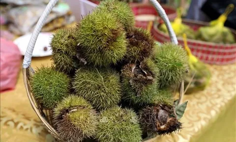'Vua của trái cây khô' đang vào mùa, bổ dưỡng được ví như nhân sâm của mùa thu, giá chỉ hơn 50.000 đồng/kg