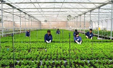 Làm nông thu nhập gần 50 triệu/tháng, lao động Việt 'đổi đời' ở xứ kim chi