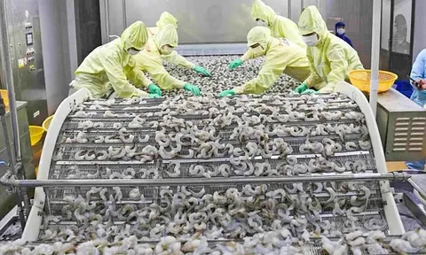 'Báu vật dưới nước' vừa mang về cho Việt Nam hơn 3,4 tỷ USD: Công nghệ chế biến hàng đầu thế giới, Mỹ - Trung - Nhật tranh nhau đặt hàng
