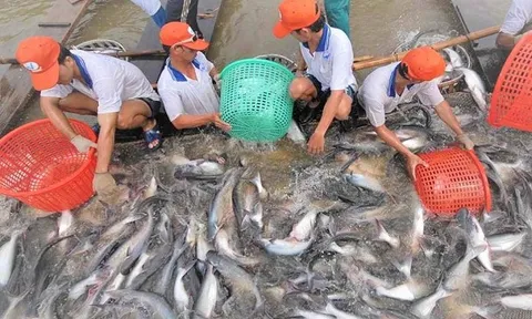 'Mỏ vàng tỷ đô' của Việt Nam thu gần 1,6 tỷ USD trong 9 tháng: Mỹ - Trung - Nhật đua nhau mua, thế giới nuôi nhưng chỉ nước ta tạo ra ngành công nghiệp