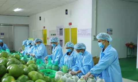 Động lực giúp xuất khẩu rau quả ngược dòng cán mốc kỷ lục